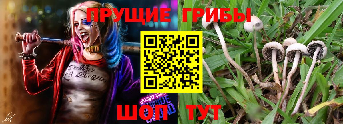 Галлюциногенные грибы MAGIC MUSHROOMS  Галлюциногенные грибы Psilocybine cubensis  Рассказово  Вход с VPN 